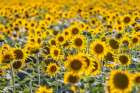 Camargue Nord-Arles Provence-Alpes-Cote dAzur-France Field of sunflowers in Provence Art Print